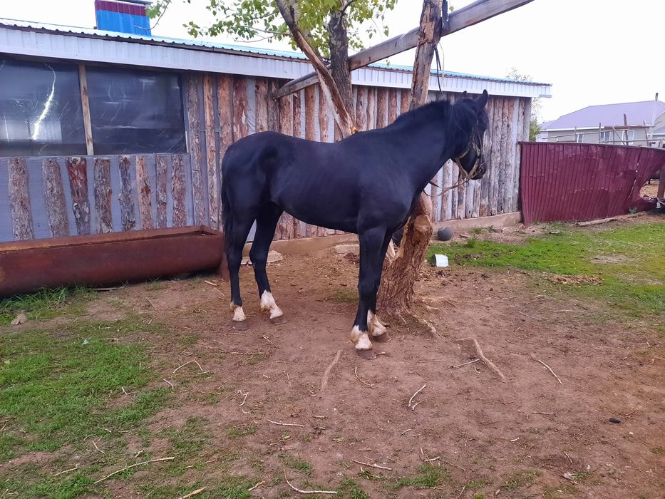 ЧК лошади аттар.