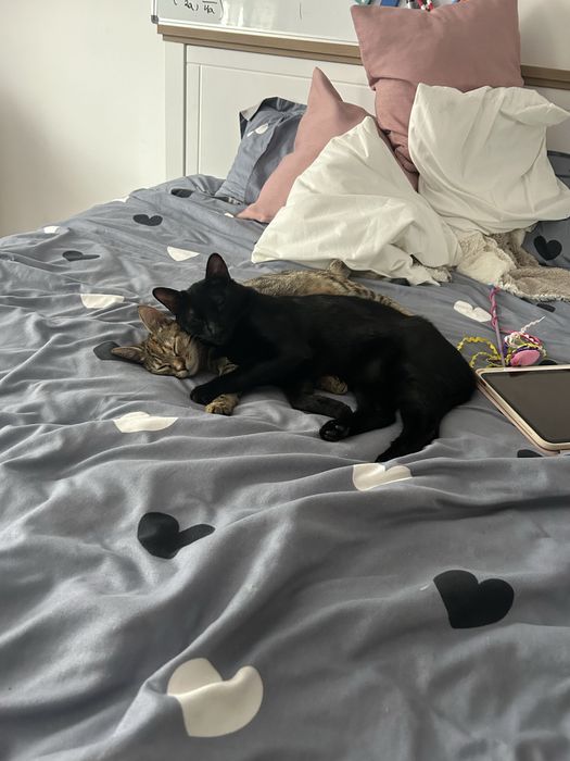 Dau spre adoptie pisici