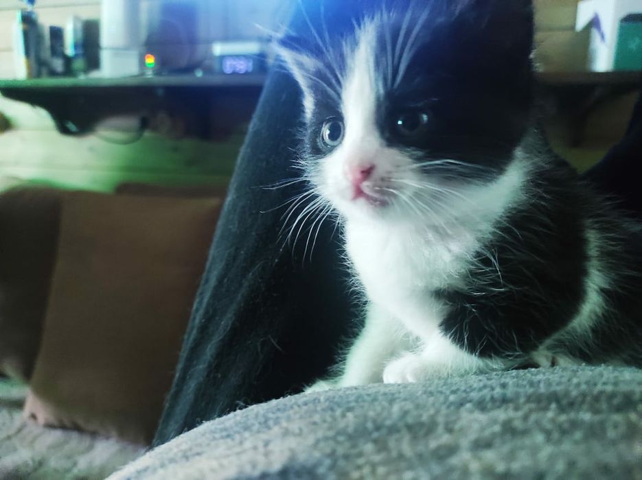 Отдам котят в хорошие руки