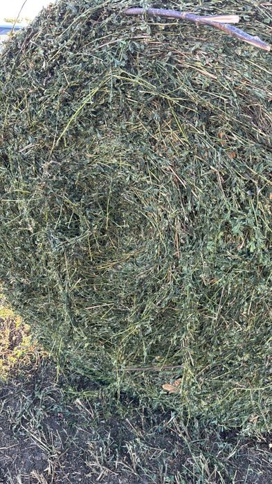 Baloti lucerna / Baloti 1,2 m/Baloti rotunzi lucerna coasa 4/Baloti