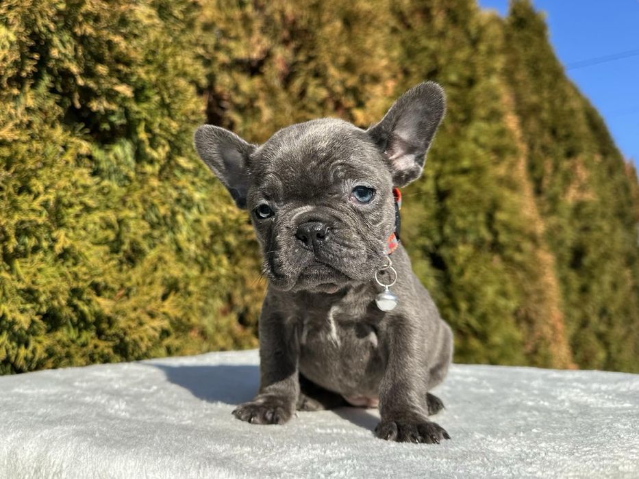 Френски Булдог French Bulldog Blue