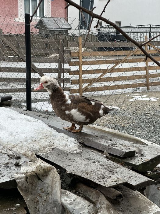 Gaste si rate de vanzare