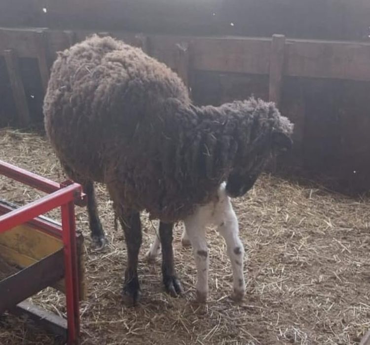 Овца с ягненком.