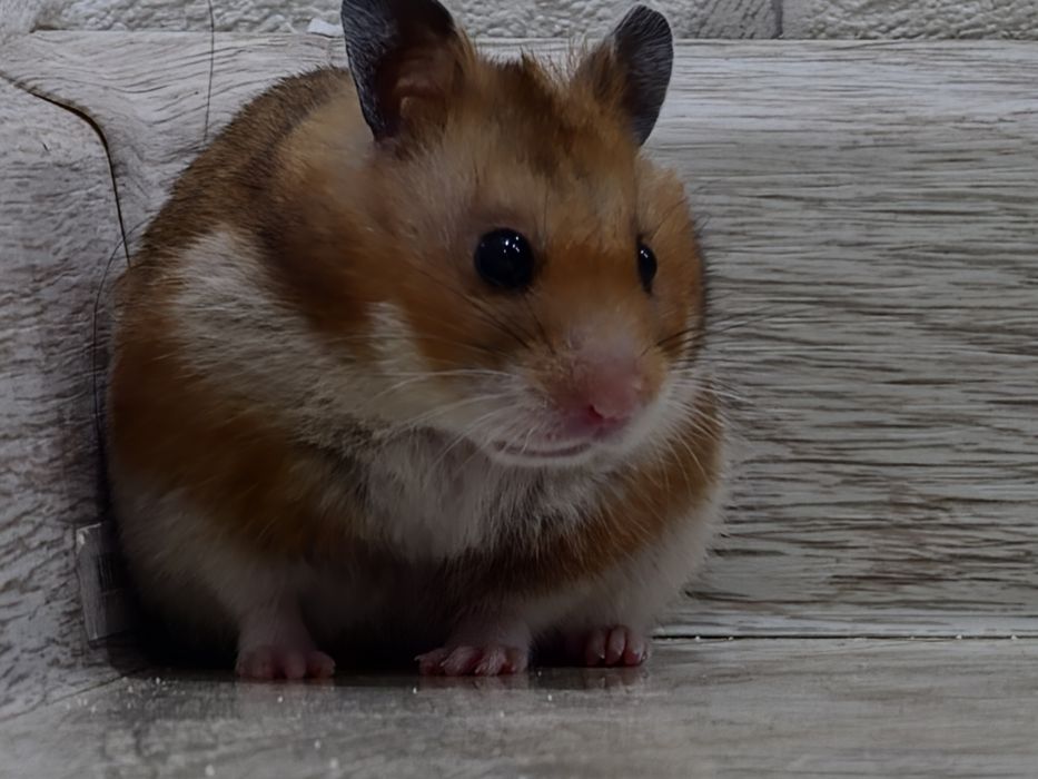 Сириский хомяк девочка