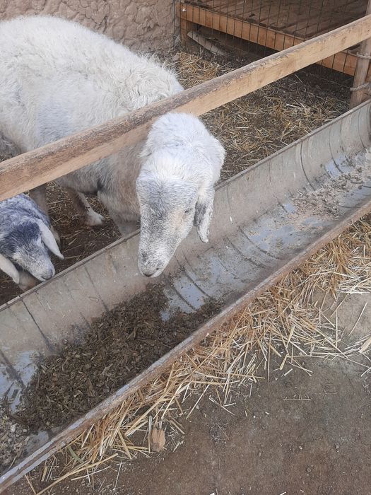 Ko'k ona bola Qirg'iziston qo'ylari