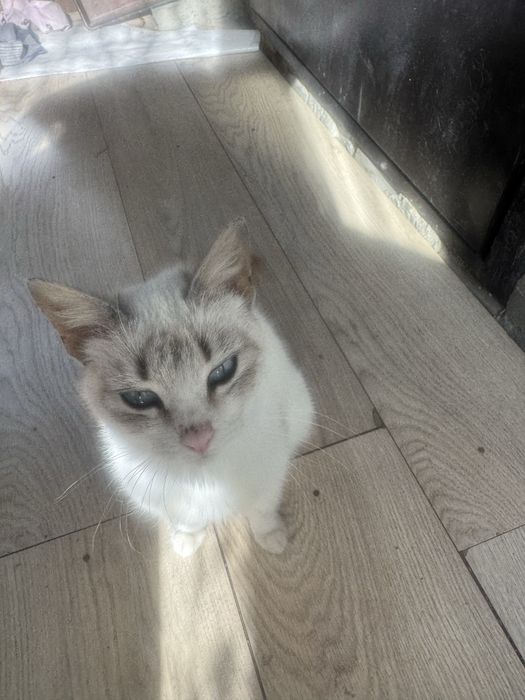 Кошечка в добрые руки