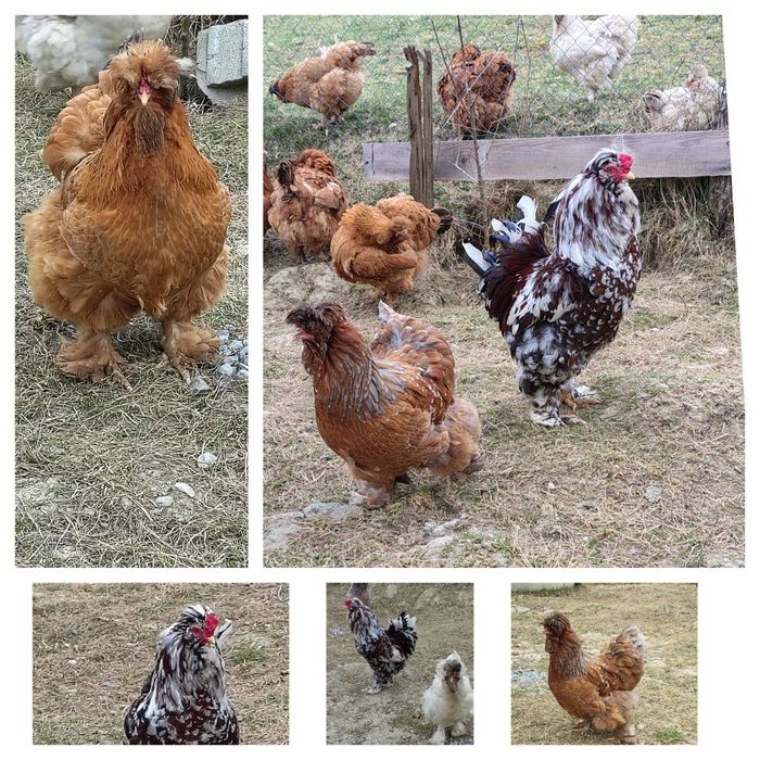 Vind oua pentru incubat 10lei bucata