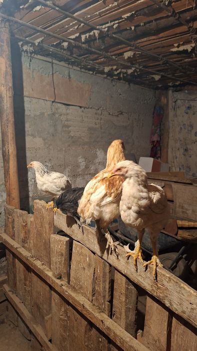 Ассалаумағалайкум осы балапандар сатылады