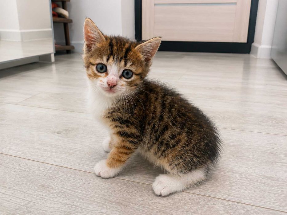 Отдадим котенка в добрые руки!