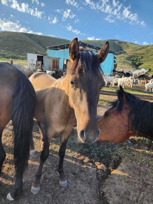 Продам тайчика Башкира на племя