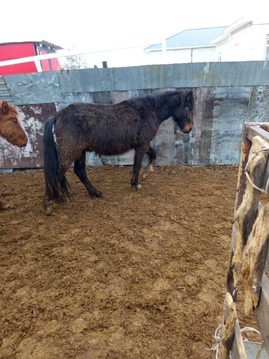 Еркек тайлар    1