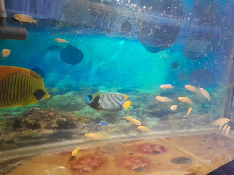 Yellow Afrika sixlid