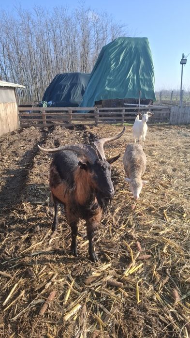 Vând Țap și capre