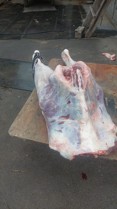 Арық көтерім мал алам колбасаға,тірі болса болды. 24/7