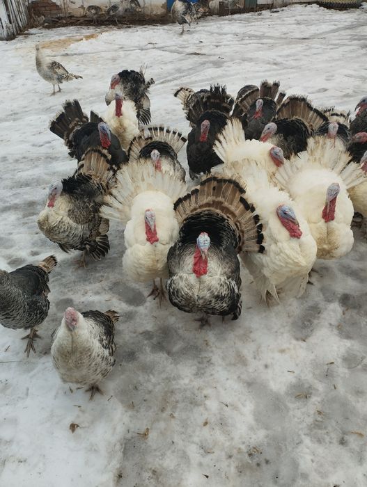 Продам индюков !