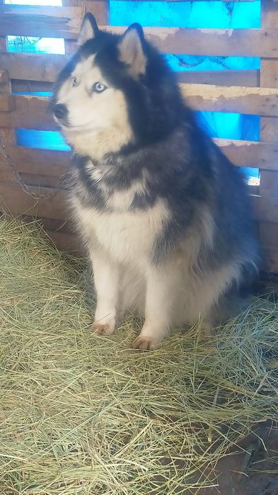 Продам чистопородную хаски