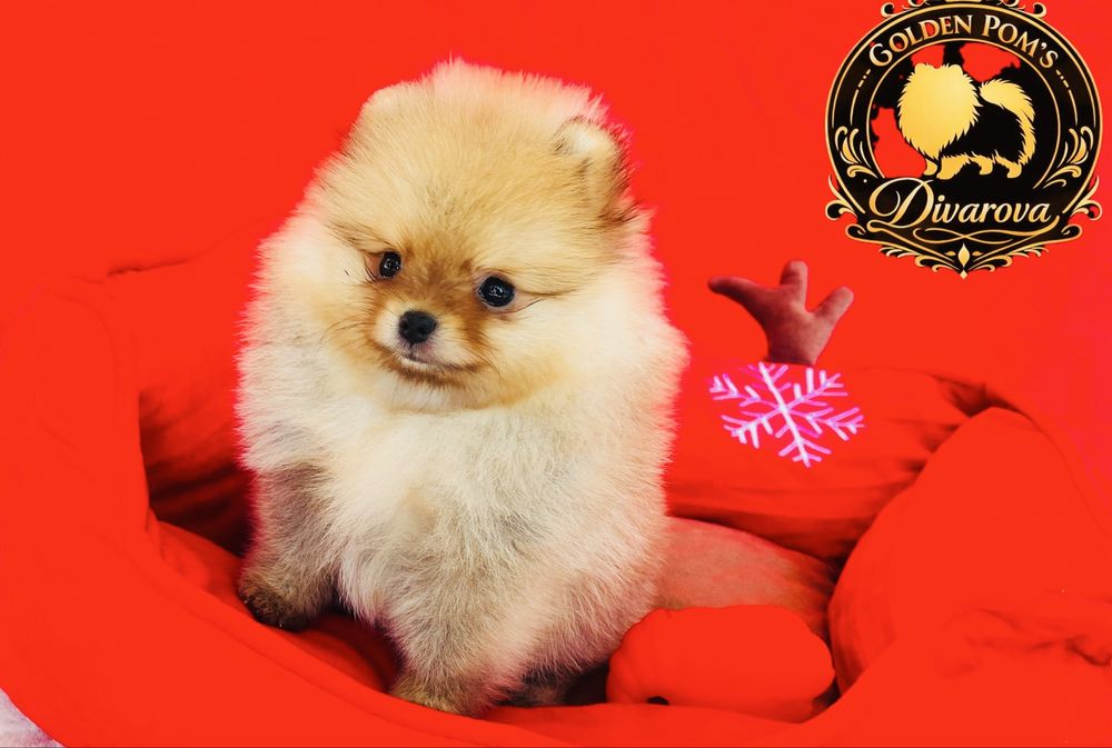 Чистокръвни Померани