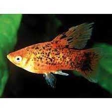 Pesti de Acvariu  Xifo , Platy SI Guppy