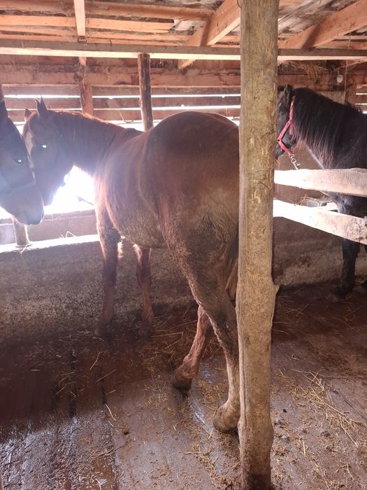 Продам жеребец дончак