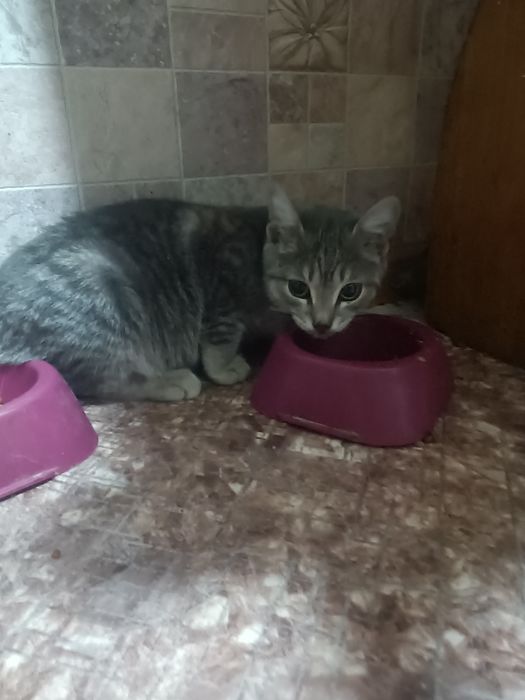 Срочно заберите котенка