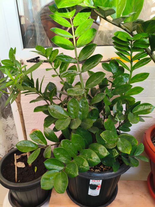 комнатные цветы