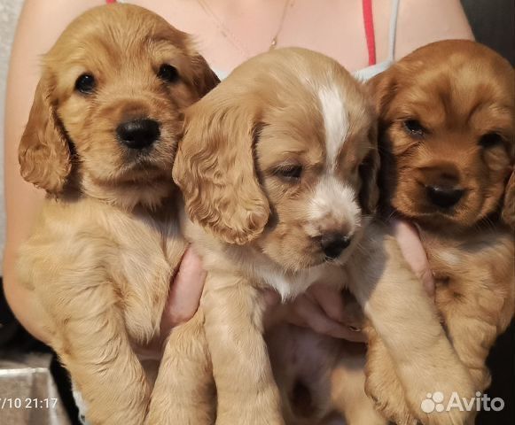 Продадим щенка СРОЧНО кокер спаниель