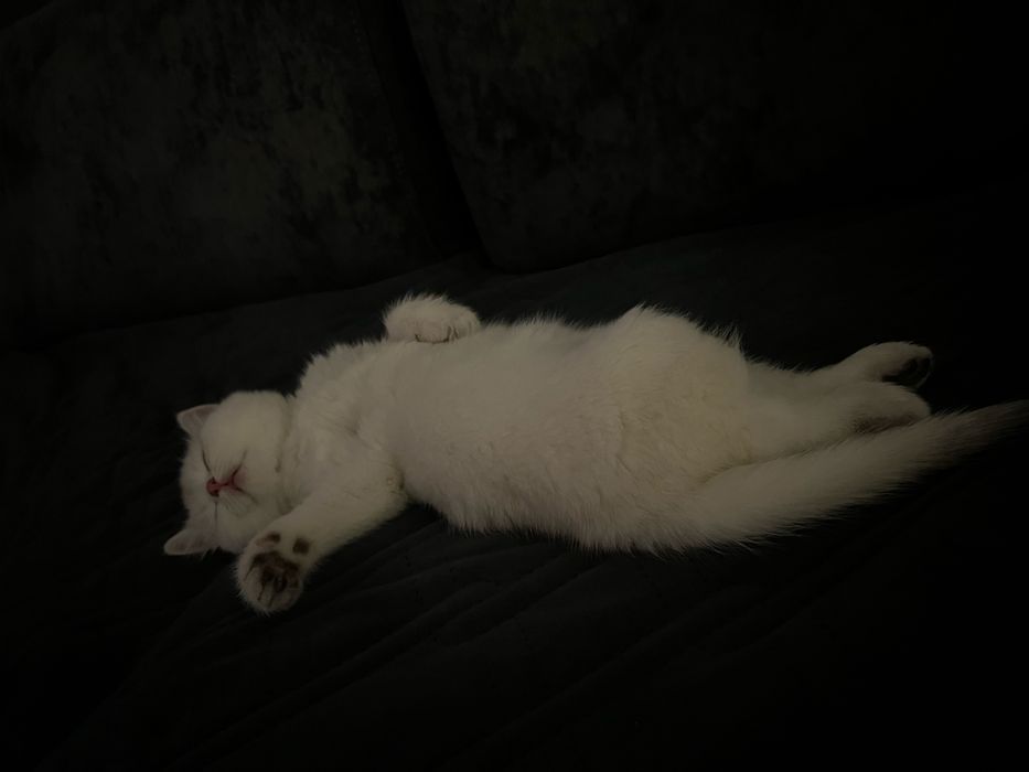 Продам котенка Британец