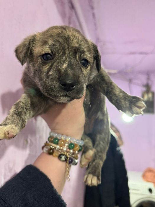 Отдам щенков в хорошие руки