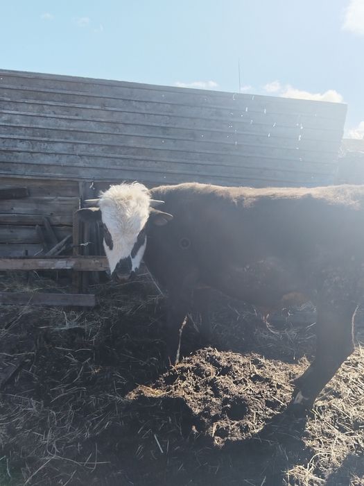 Продам быка на мясо либо на племя