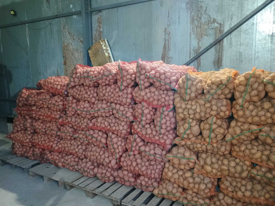 De vânzare cartofi consum Carera sí Bellaroza