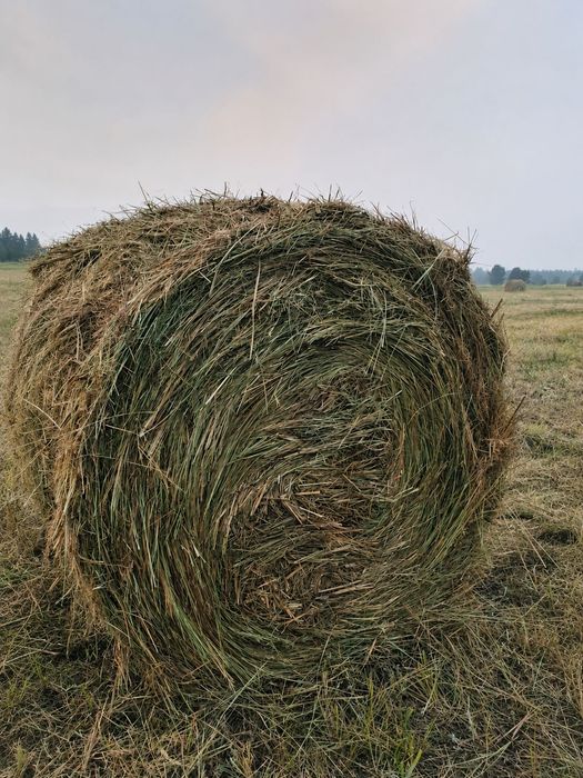 Продам сено рулон 200кг степное разнотраве