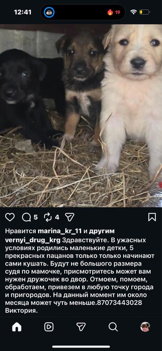 Щенята в дом, привезем