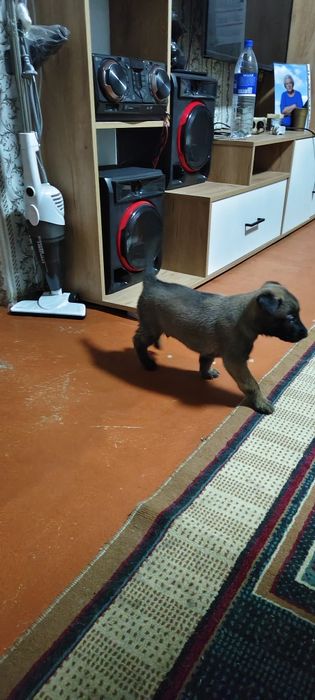 Продам щенков бельгийской малина