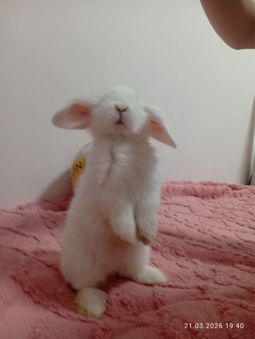 Кролик карликовый срочно