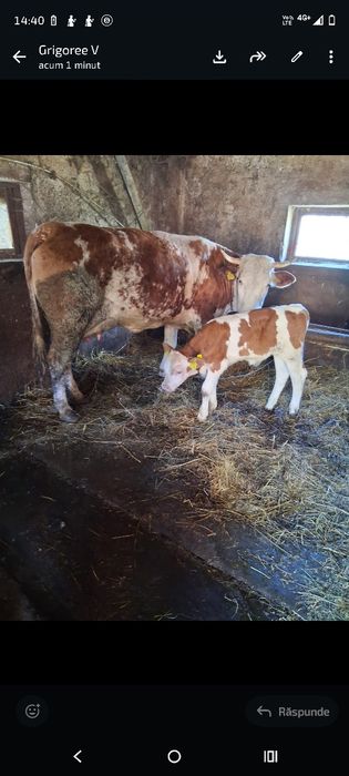 Vând vaca cu vițel