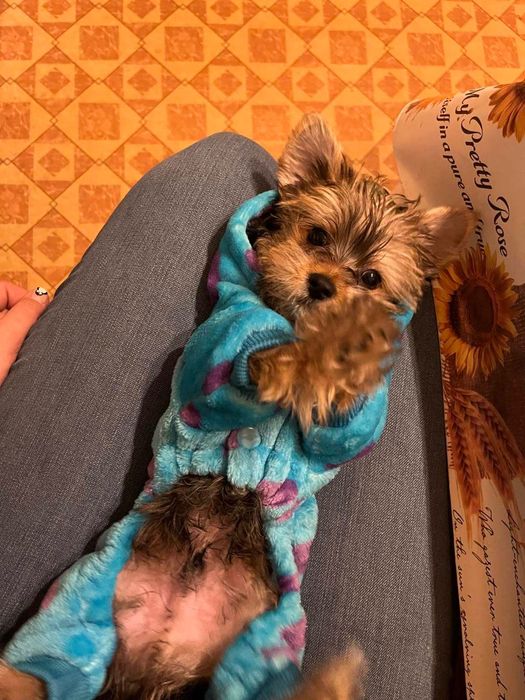 Кучешко облекло за малко куче размер ХС