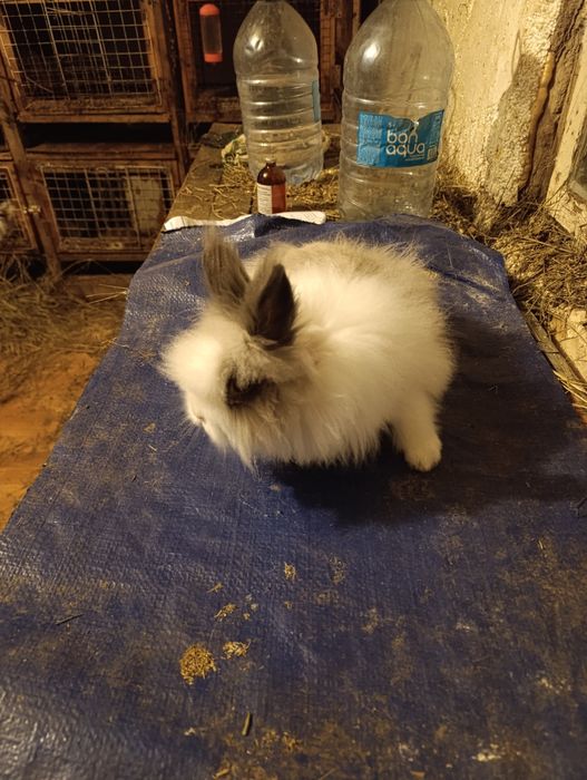 Декоративный мальчик