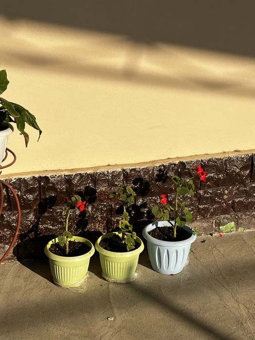 Продам цветы.