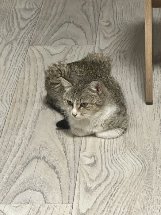 Котята 2-х месячные (бесплатно)