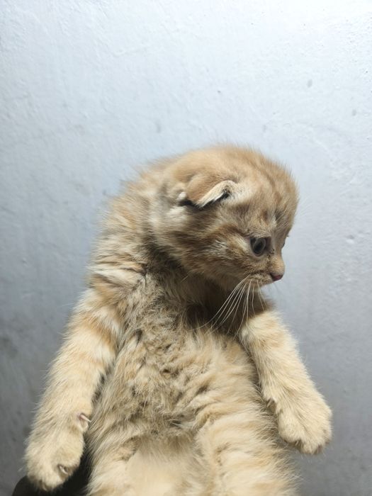 Мушук боласи сотилади