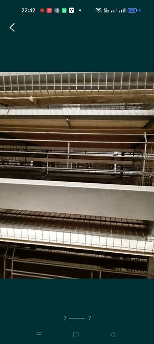 Продам срочно клеточное