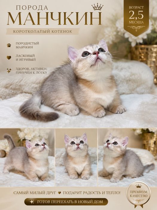 Продаю элитного котенка Манчкин