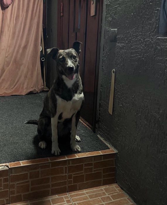 Отдам в добрые руки