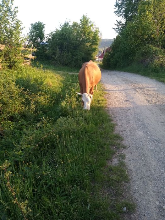Vacă de vânzare bună de lapte