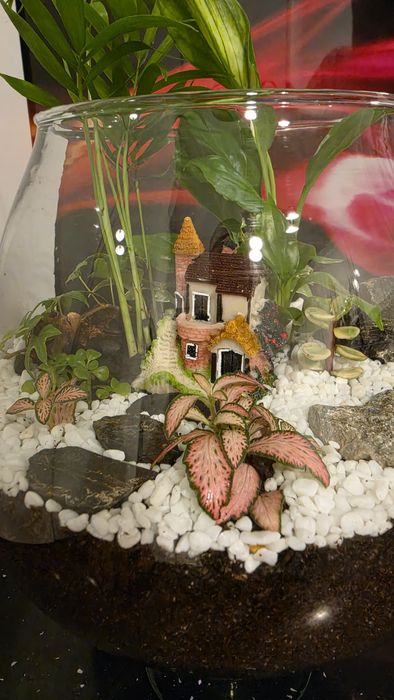 Terariu plante naturale