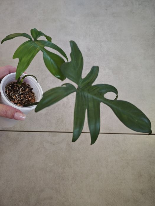 Комнатные цветы/растения