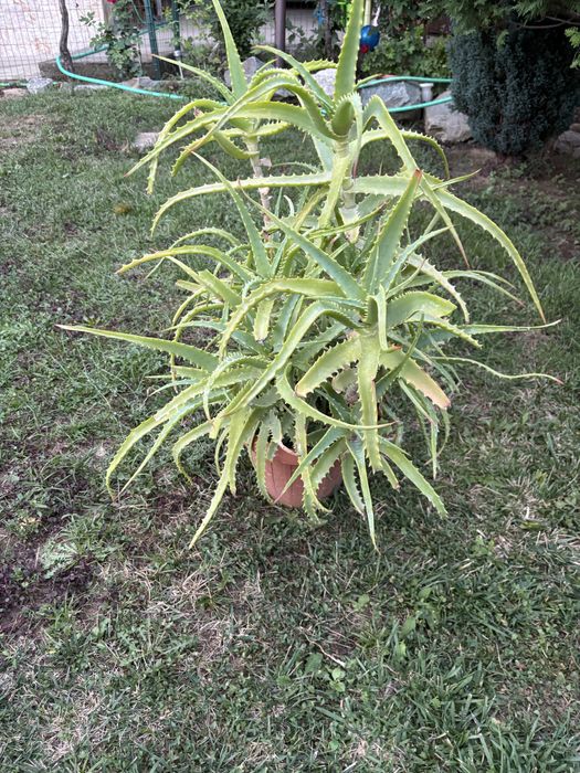 Градинско Алое вера