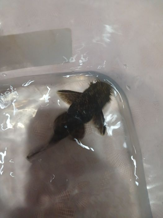 Взрослый самец - анциструс