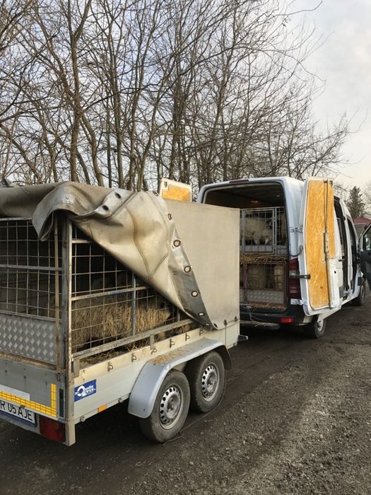Transport animale vii Dobrotesti OLX ro Transport animale vii Dobrotesti OLX ro
