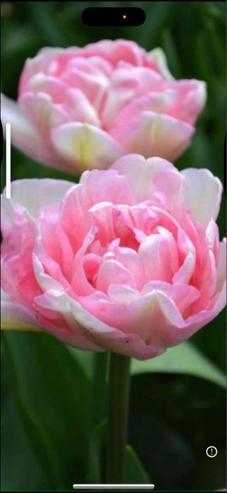 Bulbi de lalele 100 buc 60 lei